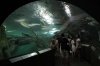 ShangHaiAquarium_0040.JPG