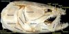 bowfin skull.jpeg bowfin skull.jpeg