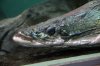 ShangHaiAquarium_0049.JPG