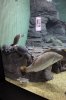 ShangHaiAquarium_0086.JPG
