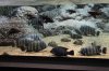 ShangHaiAquarium_0113.JPG