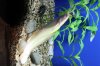 ShangHaiAquarium_0132.JPG