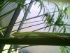 YARD ANOLE.JPG