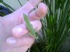 F ANOLE.JPG