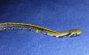 Coelognathus_flavolineatus800-1.jpg