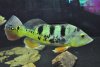 Cichla 240g 035.JPG