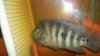 100_0242.JPG