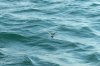 100_1062.jpg