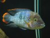 Fish 019.JPG