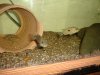 augustfish 007.jpg