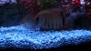 cichlid 003.jpg