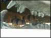 clown loach.jpg