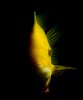 GoldSeverum-Final.jpg