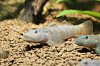 Goby 3.jpg