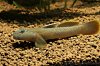 goby 4.jpg