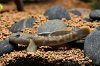 Goby 5.jpg
