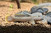 Goby AQA 2.jpg