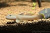 GOBY AQA.jpg