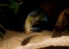 Acarichthys Heckelii 00.jpg