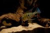 Acarichthys Heckelii 01.jpg
