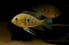Acarichthys Heckelii 03.jpg