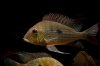Geophagus Abalios 00.jpg