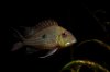 Geophagus Abalios 01.jpg