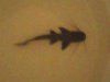 Fish37.JPG
