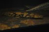 DSC_0247.JPG