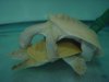 soft shell mating picture 005.jpg