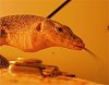 DSC_6951.JPG