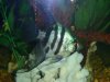 still more fish 038.jpg