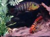 7-22-07%20Festae%20eggs%20184.jpg