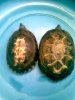 3 Leytensis Picture Herps 121.jpg