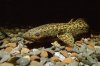 burbot.jpg