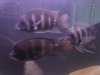 frontosa 003.JPG