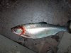 fish 2010 135.jpg