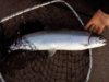 fish 2010 136.jpg