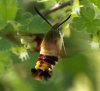 clearwing_hummingbird_moth.jpg