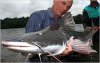 piraiba-catfish-324x205.jpg