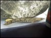 polypterus endlicheri.jpg