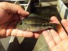 DSC01334.JPG