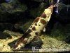 Piebald.jpg