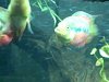 Video 37 0 00 14-01.jpg
