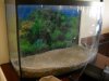 Fish mudskipper 001.jpg