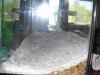 Fish mudskipper 002.jpg