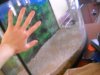 Fish mudskipper 005.jpg