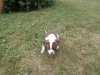 MOOSE 008.jpg