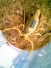 1 LQ Picture Herps 002.jpg