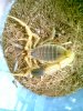 2 LQ Picture Herps 004.jpg
